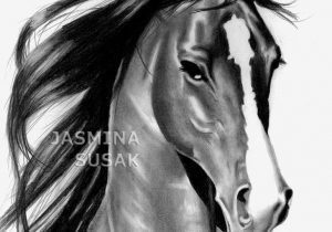 300x210 Horse Face Sketch Horse Face Drawing - Horse Face Sketch