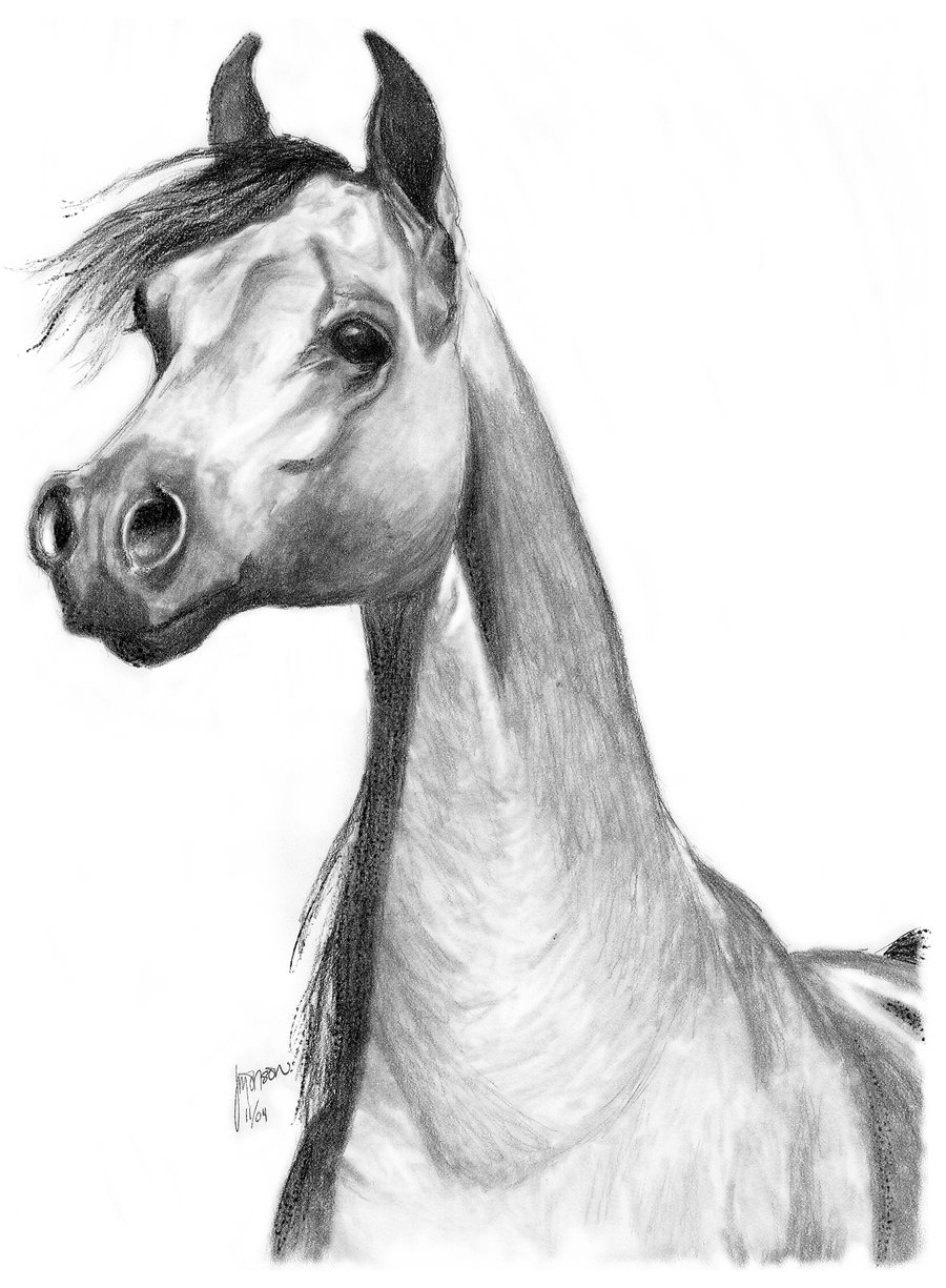 900x1225 Horse Face Sketch Sketch 6jenuoneart - Horse Face Sketch