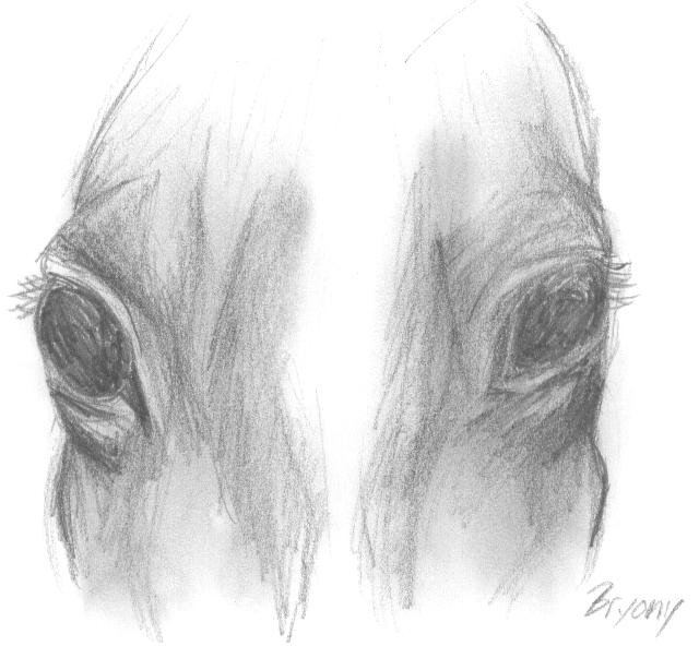 640x592 Horse Face Sketch By Xrain Spiritx - Horse Face Sketch