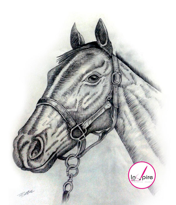 600x700 Horse Face - Horse Face Sketch