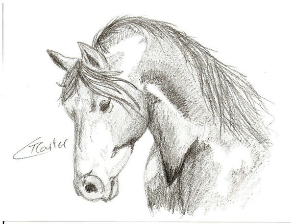 Horse Face Sketch at PaintingValley.com | Explore collection of Horse ...