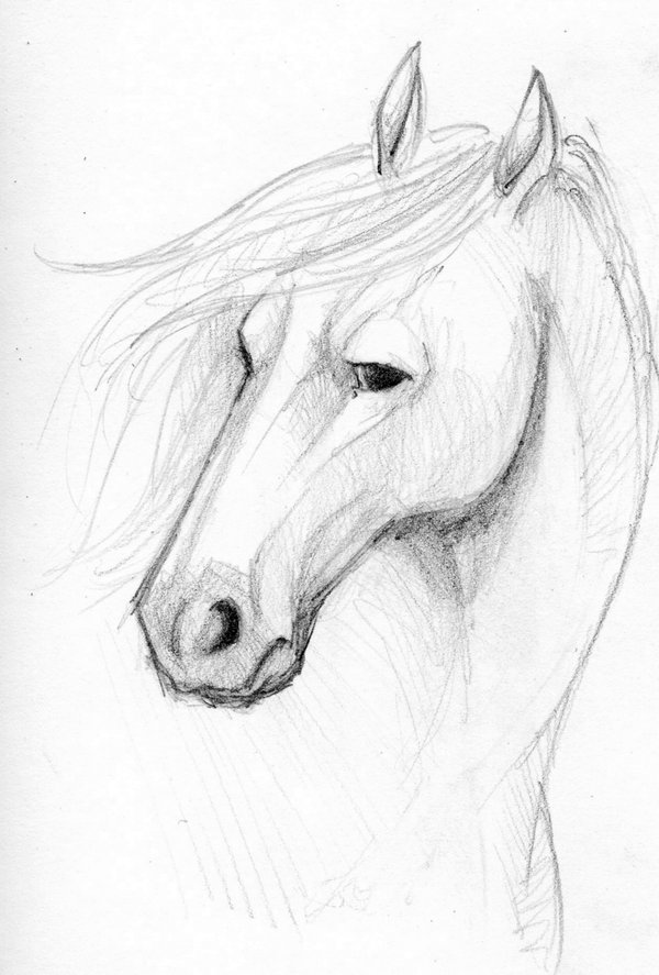 600x887 Horse Face Sketch By Mareccc - Horse Face Sketch