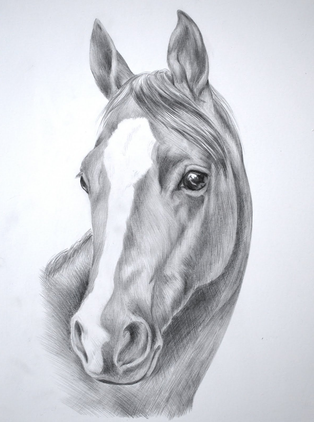 Horse Face Sketch at Explore collection of Horse