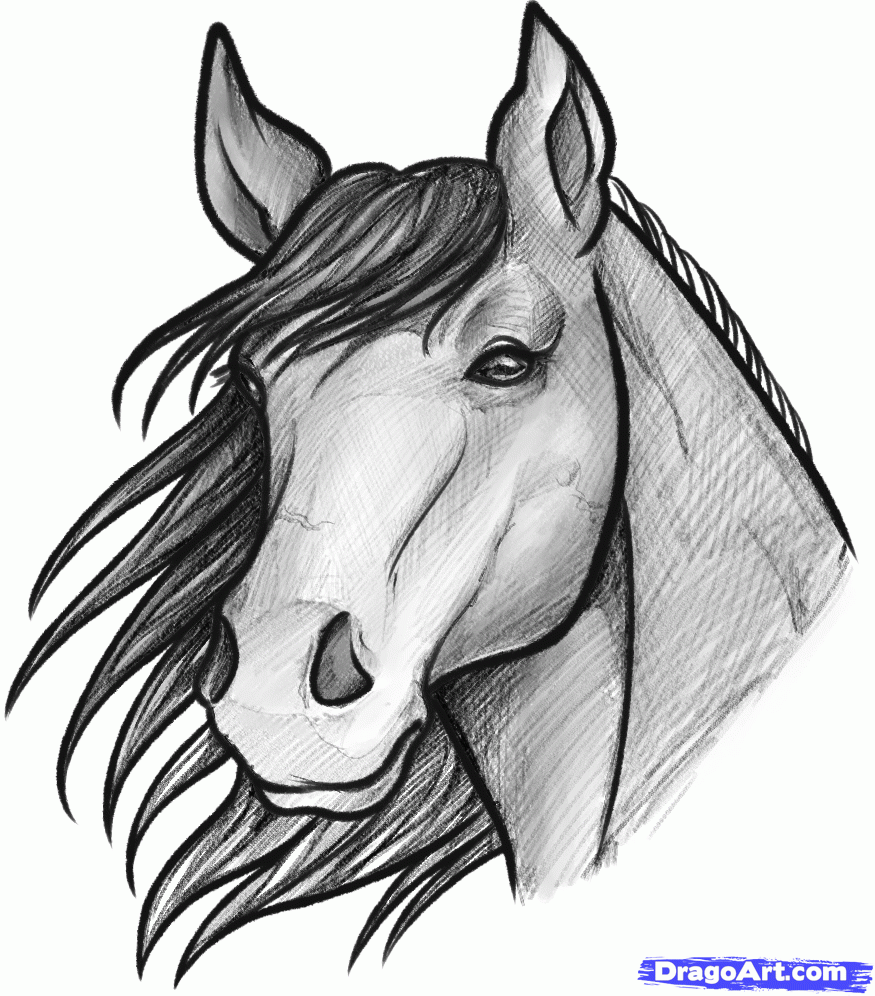 875x996 How To Sketch A Horse, Step By Step, Sketch, Drawing Technique - Horse Face Sketch