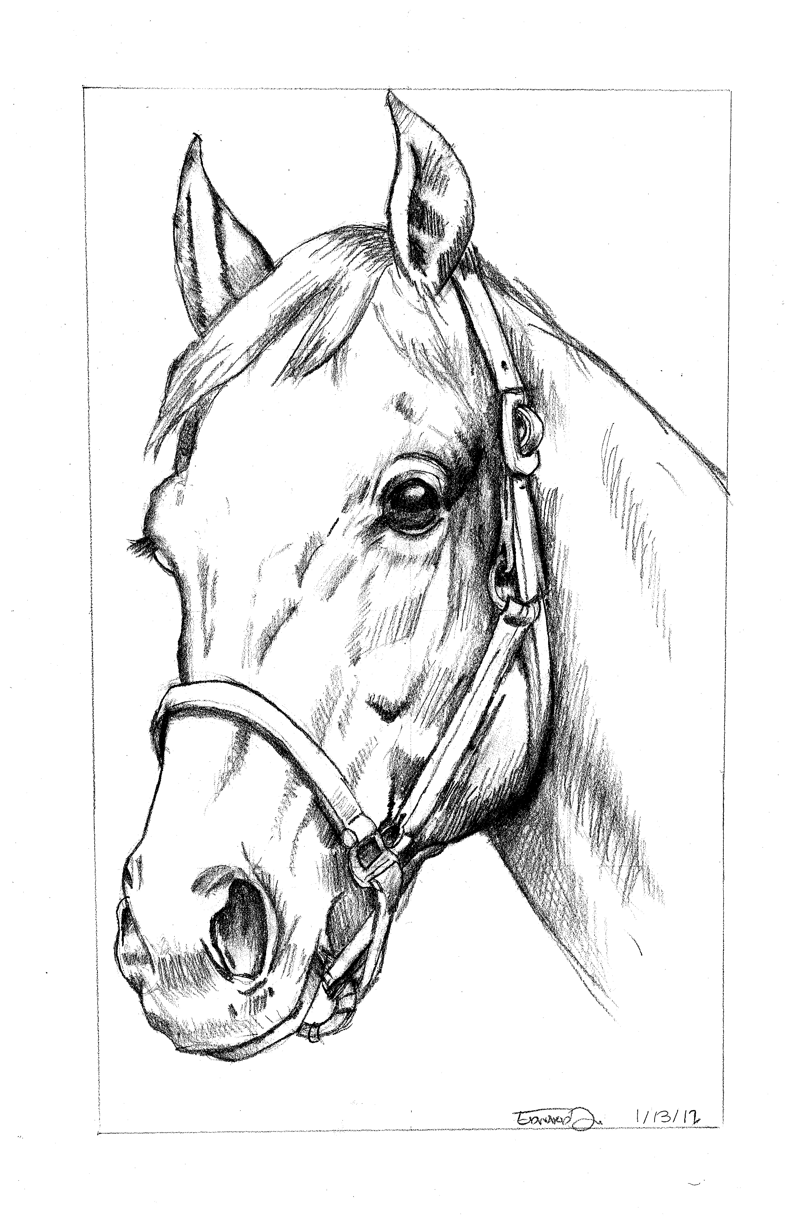 3300x5100 Untitled Horse Sketch Art Blog - Horse Face Sketch