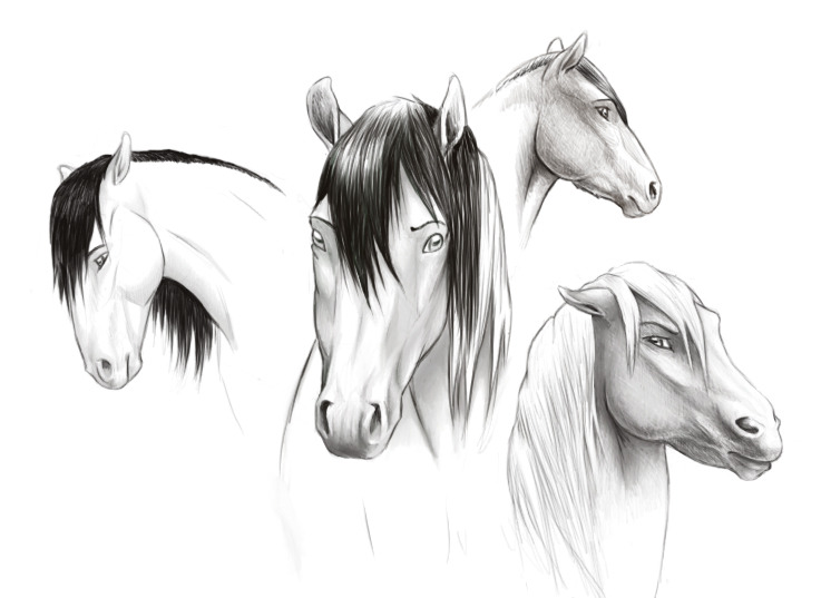 737x537 Horse Face Sketches Weasyl - Horse Face Sketch