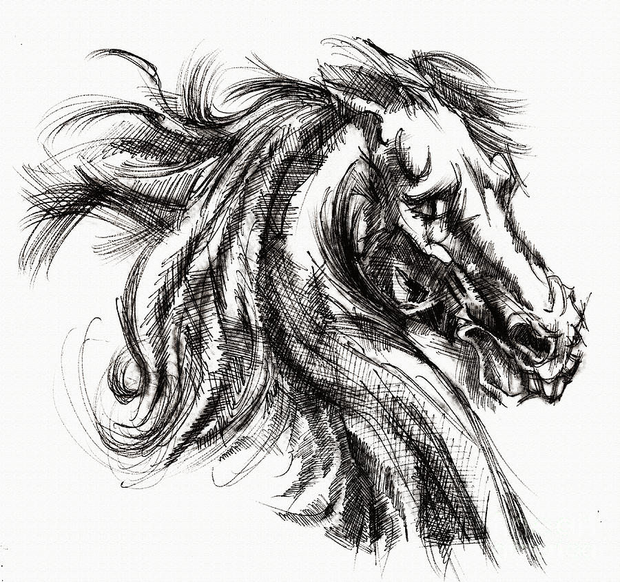 900x846 Horse Face Ink Sketch Drawing - Horse Face Sketch