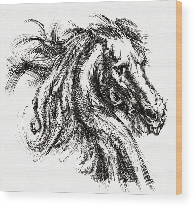 655x698 Horse Face Ink Sketch Drawing - Horse Face Sketch