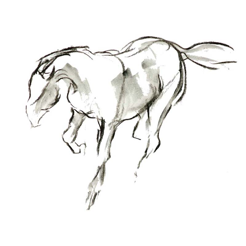 800x800 Galloping Horse Print - Horse Galloping Sketch