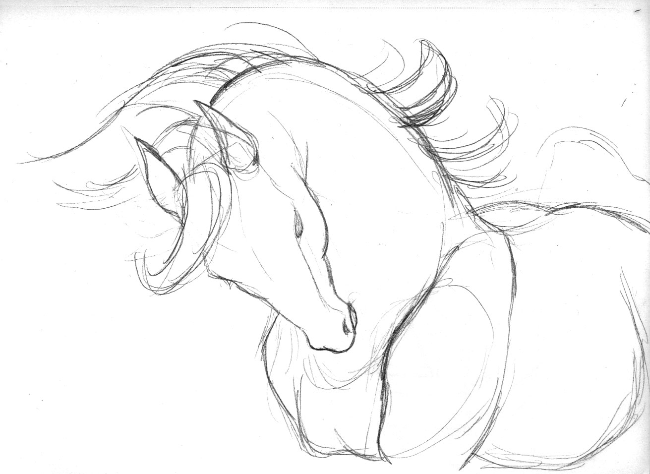 1311x956 Collection Of Horse Galloping Drawing Easy High Quality - Horse Galloping Sketch