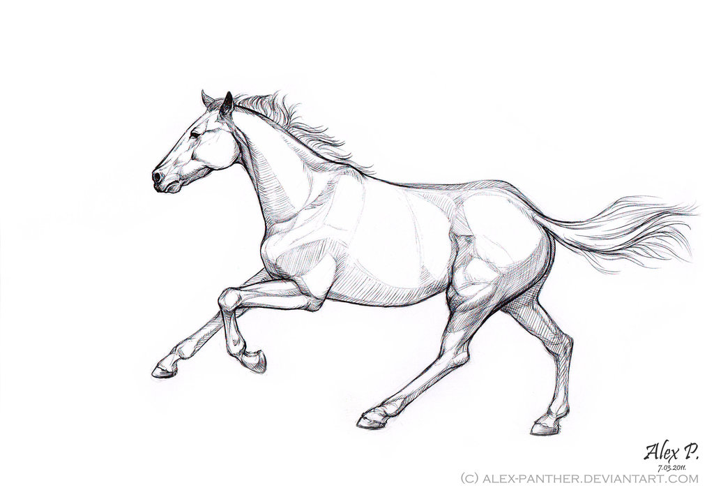 1024x712 A Sketch Of Galloping Horse By Alex Panther - Horse Galloping Sketch