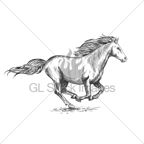 500x500 Running Gallop White Horse Sketch Portrait Gl Stock Images - Horse Galloping Sketch