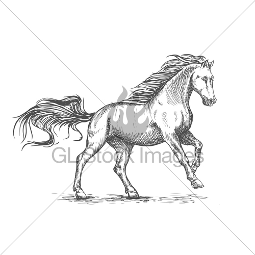 500x500 Running Galloping White Horse Sketch Portrait Gl Stock Images - Horse Galloping Sketch