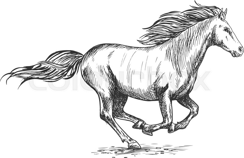 800x519 Running Gallop White Horse Sketch Portrait. Vector Mustang - Horse Galloping Sketch
