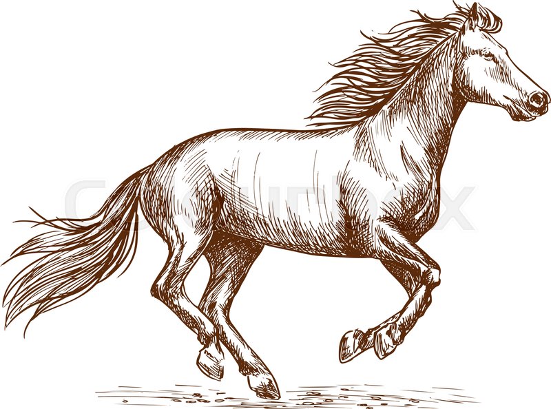 800x594 White Horse Running Gallop Portrait. Vector Thin Line Sketch Of - Horse Galloping Sketch