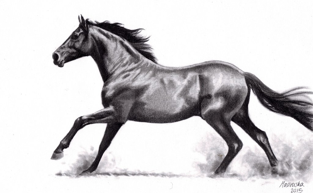 1024x632 Galloping Horse (Pencil) By Nillamustikka - Horse Galloping Sketch