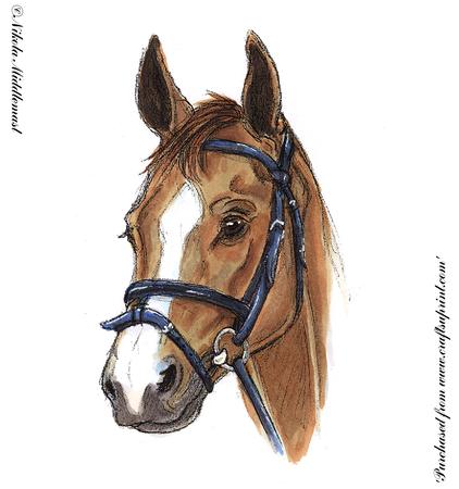 422x450 Horse Head Sketch - Horse Head Sketch