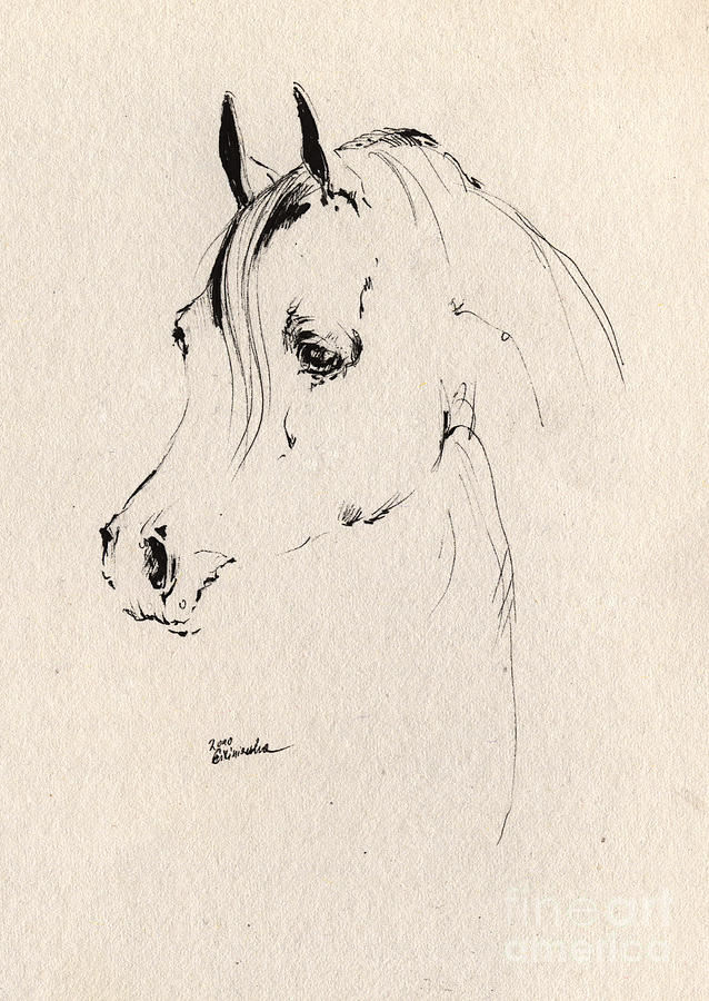 638x900 Horse Head Sketch Drawing By Angel Ciesniarska - Horse Head Sketch