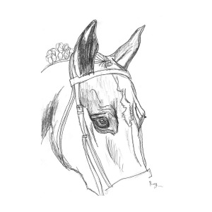 Horse Head Sketch At Paintingvalley.com 