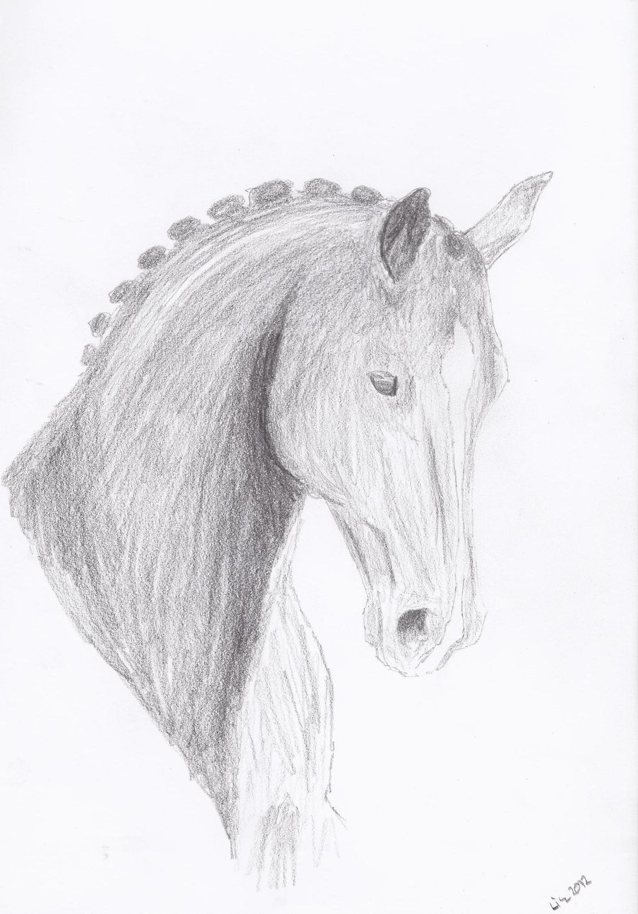 900x1289 Horse Head Sketch Front View - Horse Head Sketch