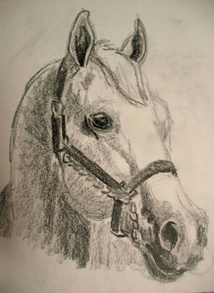 Horse Head Sketch at PaintingValley.com | Explore collection of Horse