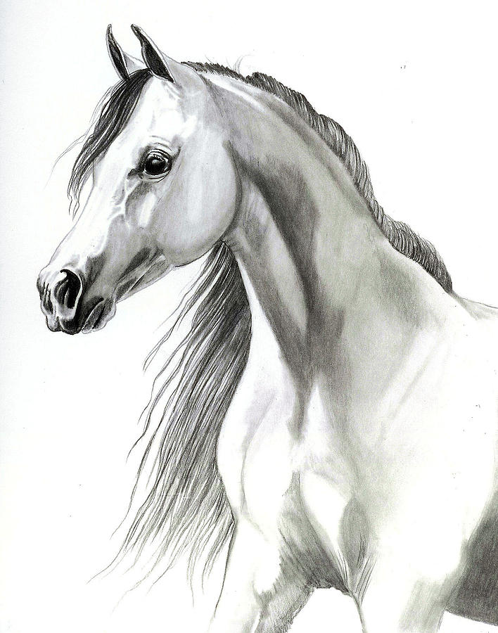 708x900 Arabian Horse Head Sketch - Horse Head Sketch