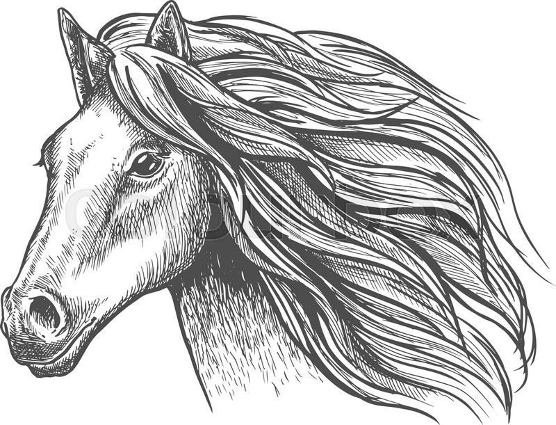 800x611 Mare Or Stallion Young Horse Head Sketch With Eager Look And Bushy - Horse Head Sketch