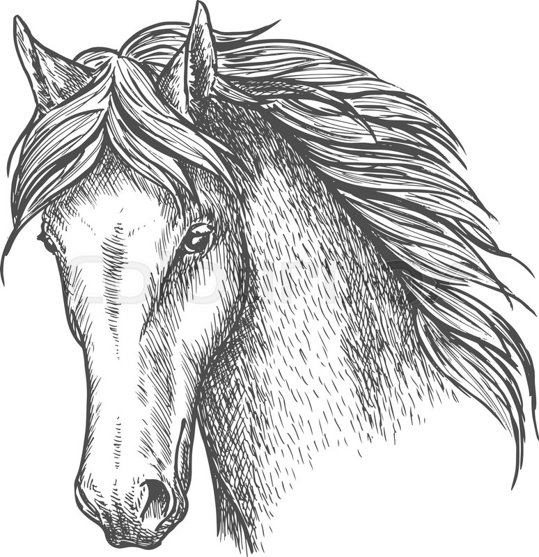 774x800 Purebred Horse Head Sketch Icon. Riding Club And Horse Racing - Horse Head Sketch