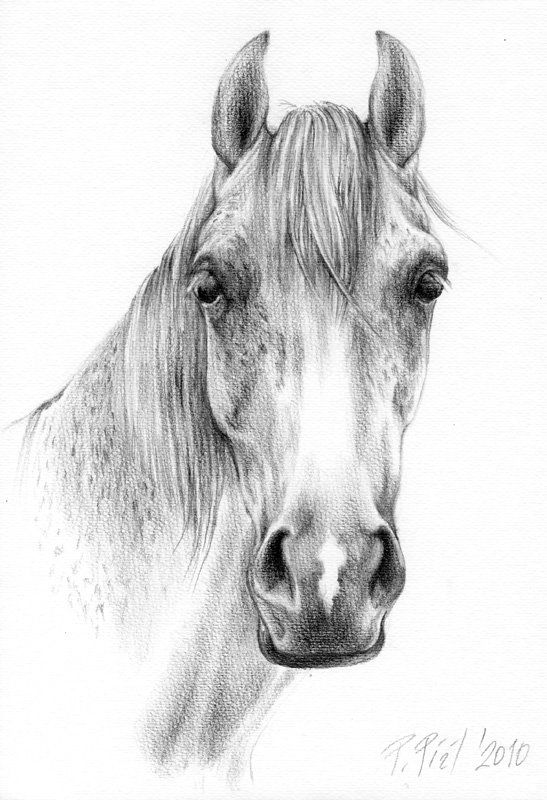 547x800 Horse 2. Pencil Amp Paper A4 Art Horse Drawings - Horse Head Sketch