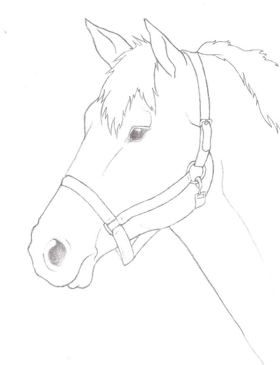 Horse Head Sketch Step By Step at Explore