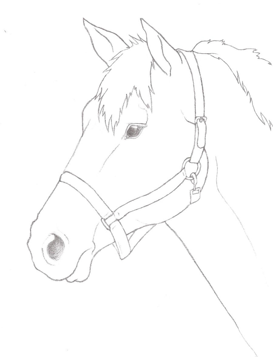 small pencil horse sketch