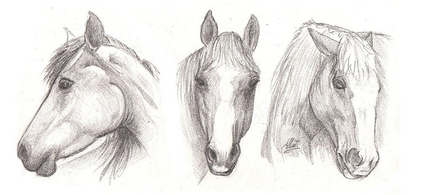 600x277 Drawing Lesson For Beginner Artists The Proportions Of A Horse - Horse Head Sketch Step By Step