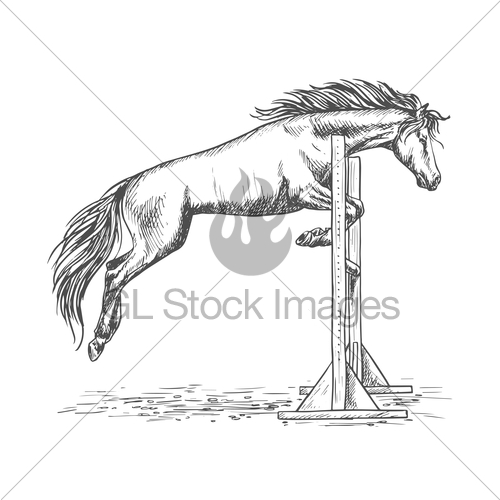 500x500 White Horse Jumping Over Barrier Sketch Portrait Gl Stock Images - Horse Jumping Sketch