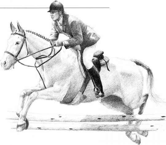540x473 Drawing Horses - Horse Jumping Sketch