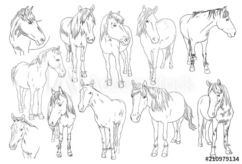 500x338 Vector Image Set Of An Horse On White Background. Outline Sketch - Horse Outline Sketch