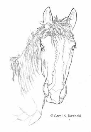 310x452 Draw A Horse Part One Outline Drawing And First Shading - Horse Outline Sketch