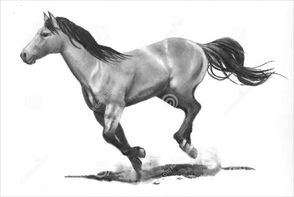 Horse Pencil Sketch
