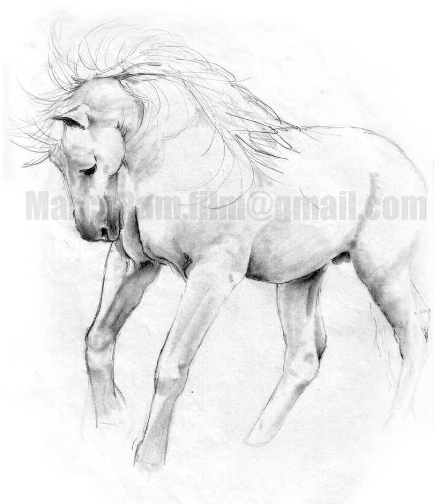 894x1024 Horse Sketches Pencil Pencil Sketches Of Animals Creative - Horse Pencil Sketch