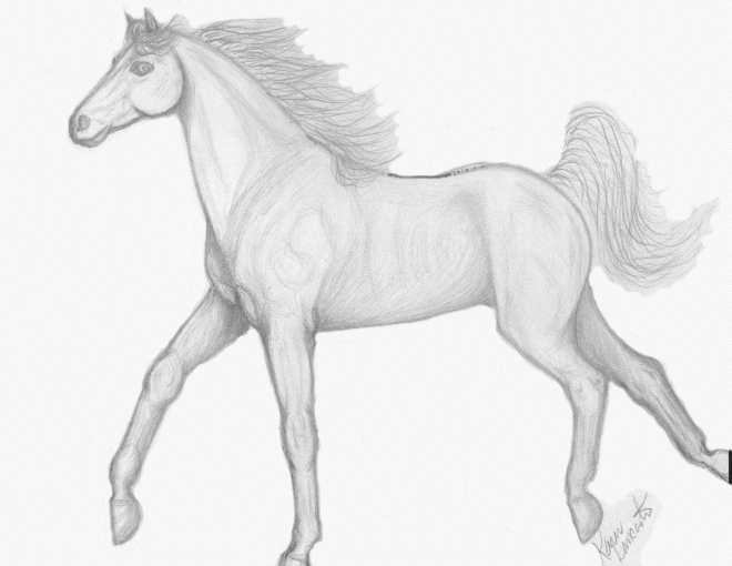 660x510 Horses Images Pencil Sketch 1 Wallpaper And Background Photos - Horse Pencil Sketch