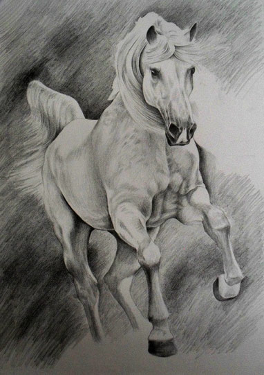 382x541 Ms Horse - Horse Pencil Sketch