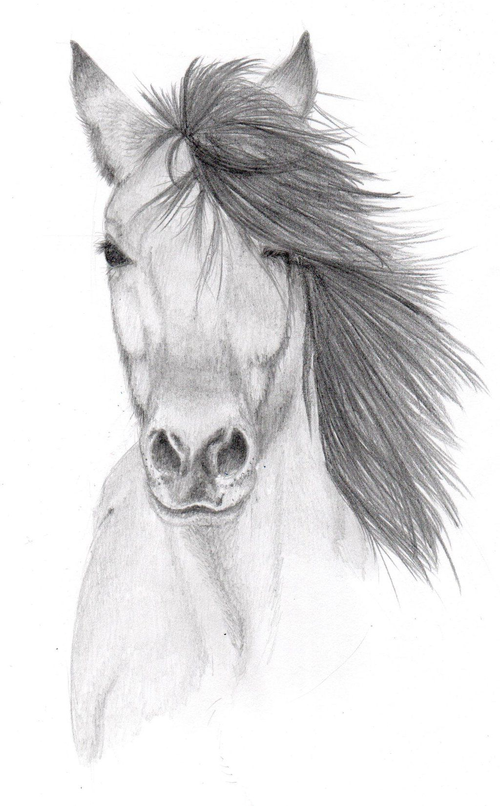 1024x1651 Pencil Drawing Of Animals Pencil Sketches Of Animals Horse - Horse Pencil Sketch