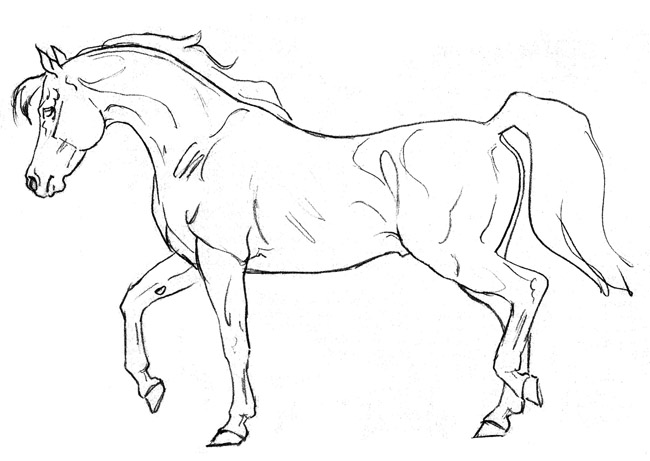 650x461 Pencil Drawings Pencil Drawings Of Horses - Horse Pencil Sketch
