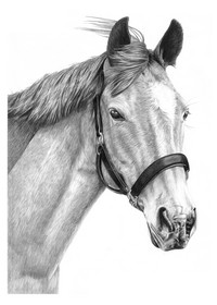 200x280 Pencil Pet Portraits From Photos - Horse Pencil Sketch