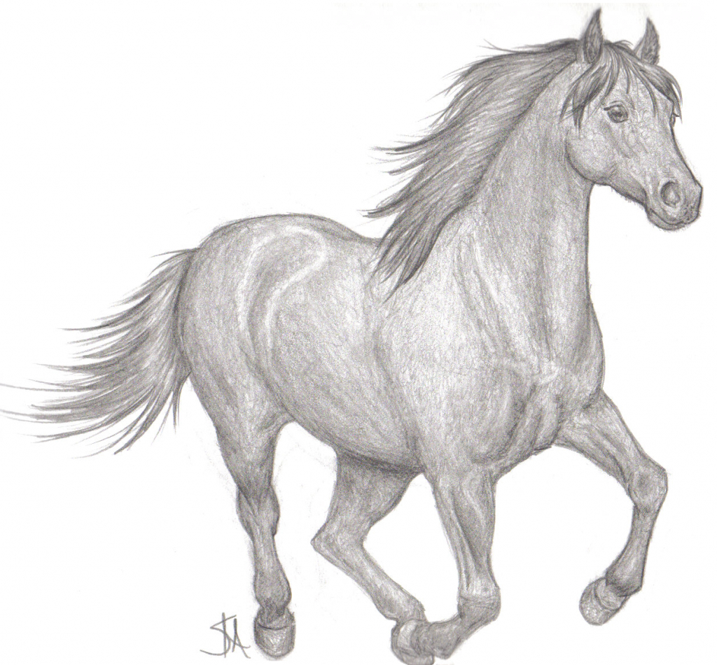 Horse Pencil Sketch at Explore collection of Horse