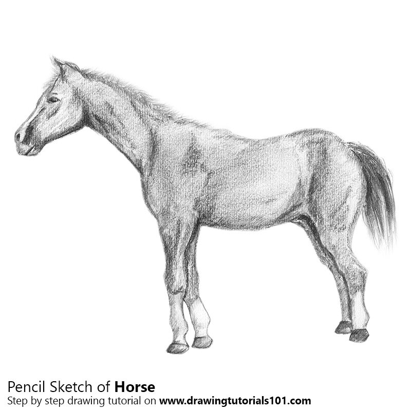 800x800 Horse Pencil Drawing - Horse Pencil Sketch