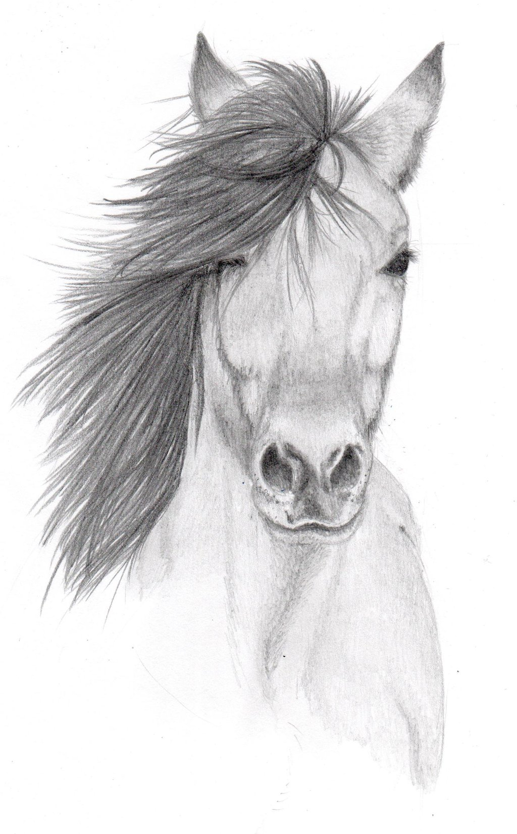 1024x1651 Horse Pencil Sketch Image Horse Pencil Sketchvulpes Corsac On - Horse Pencil Sketch