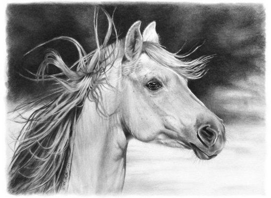 550x402 Horse Sketch! Horses Horse, Sketches And Drawings - Horse Pencil Sketch