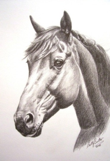 Horse Portrait Sketch