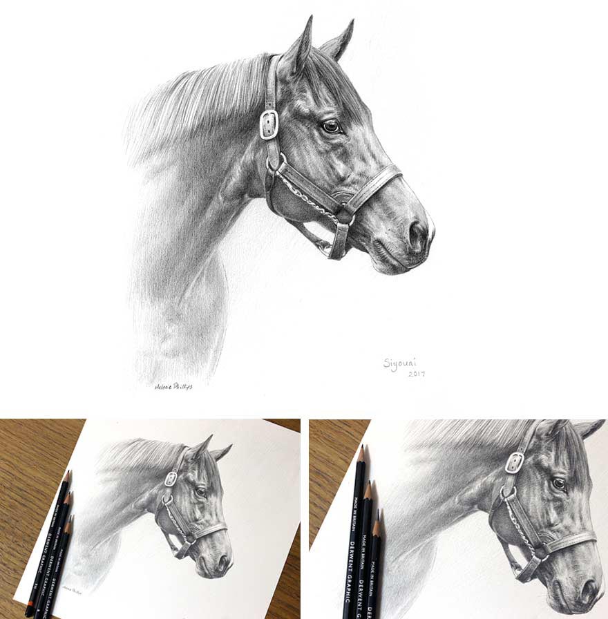 880x896 Horse Pencil Portraits By Melanie Phillips - Horse Portrait Sketch