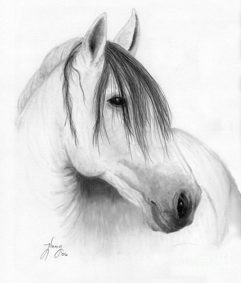 767x900 Horse Portrait Drawing By Nancy Aldrich - Horse Portrait Sketch